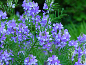 Indigofera blue flowers